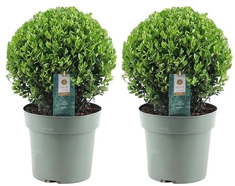 Plants by Frank Ilex Crenata Jenny, 2 houx en boule XL, Ø 25 cm | Véritable Houx en Boule, Remplacement du Buis en Boule, Plante Ilex, Plante de Jardin, Diamètre 25 cm, Hauteur : 40 cm