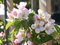 Apfelbaum Goldparmäne - Malus Goldparmäne Containerware 120-160 cm - Garten von Ehren®