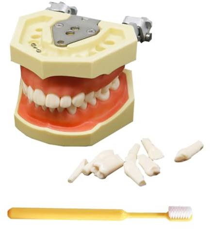 LKYLVEE Modelo de Implante Dental - Modelo de Dientes Typodont - para Practicar Técnicas Restaurativas, con un Destornillador Pequeño,with 28 Removable Teeth,8cm
