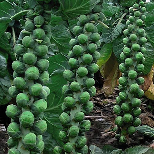 Brussels Sprout 'Brodie' F1 Hybrid Hardy Annual Vegetable Garden Plants Autumn Winter Harvesting Easy to Grow Your Own at Home 1 Packet of 35 Brussels Sprout Seeds by Thompson and Morgan