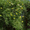 Englische Waldrebe Orange Peel 60-80cm - Clematis texensis