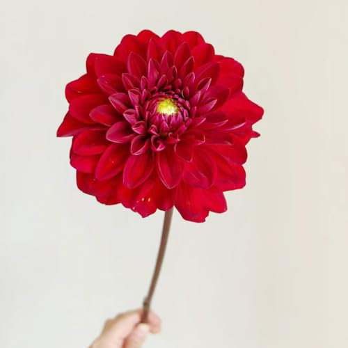 150 pcs dahlien samen winterhart - garten pflanzen gärtnern exotische dahlie dahlia, bienenwiese saatgut mehrjährig winterhart balkon blumen dachbegrünung samen historisches saatgut