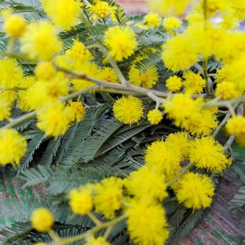 100 pcs Mimose Samen, zimmerpflanze saat winterharte stauden, Mimosen Pflanzen, Mimosa pudica, deko büro blumenwiese hochbeet balkon blumensamen bienenwiese wildflower summer, blumen