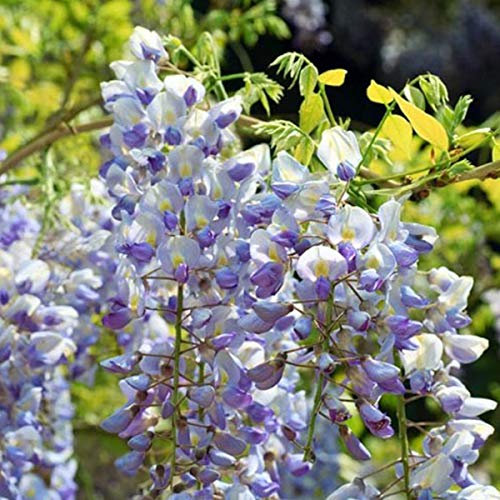 Wisteria Floribunda 'Multijuga' - Edelblauregen 50-60 cm Pflanzcontainer