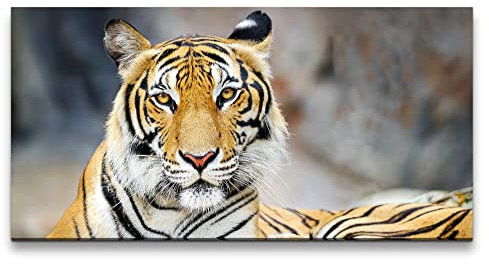 Paul Sinus Leinwandbild 120x60cm Schöner Tiger Raubkatze Majestätisch Wild Kraftvoll