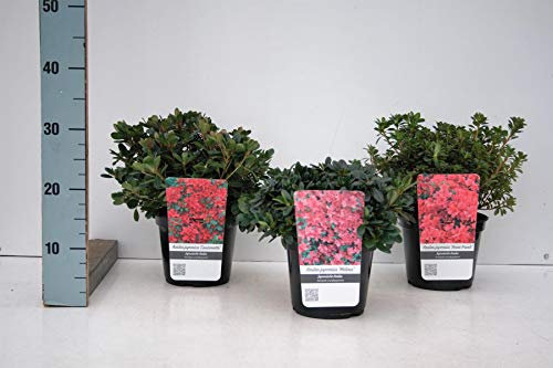 Japanische Azalee weiß 20-30 cm - Rhododendron obtusum