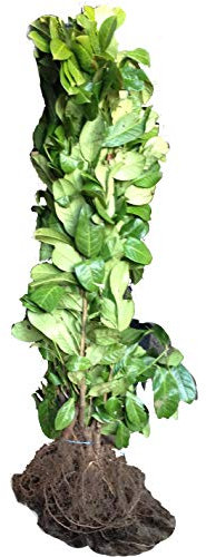 50 Cherry Laurel Hedging - 2-3ft Multi-Stem - Grade A - Prunus Rotundifolia