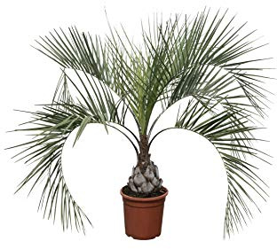 Tropictrees - Butia Capitata - Geleepalme- 120cm - Stammhöhe 20cm