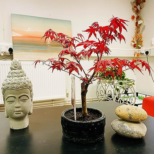 Bonsaï d'érable japonais (Acer Palmatum) – Élégance intérieure et extérieure, faible entretien dans un pot en céramique – Plante d'intérieur parfaite pour la décoration de la maison, les jardins