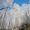 80 pcs Weiße Birke Samen - Betula platyphylla - samen zimmerpflanzen, balkon pflanze Birkenbaum exotische pflanzen samen, gartenpflanzen winterhart mehrjährig bio saatgut, stauden