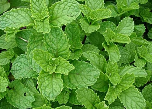 Samen mentha spicata, Spearmint, Krause Minze, marokkanische Minze (1000 Samen)