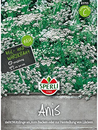Anis Pimpinella anisum