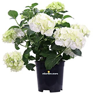 Pianta di Ortensia fiori varie colorazioni pianta ornamentale da esterno pianta fiorita vera venduta da eGarden.store (Bianco v.19 cm)