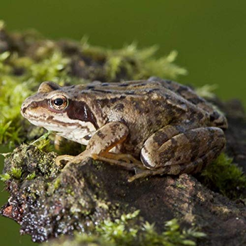 Frog Greeting Card with sound