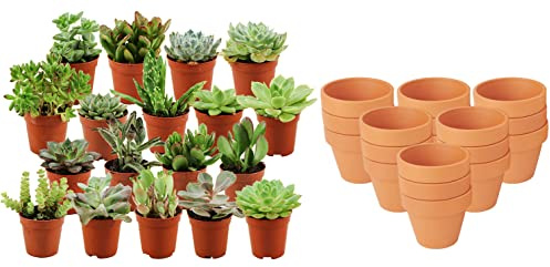 ZynesFlora Succulentes Naturelles en pot de fleurs terre cuite Ø 8.1 cm - Lot de 18 - Hauteur: 5-10 cm - Mélange de Succulentes Petite Variétés Diverses Plantes Grasses d'Intérieur