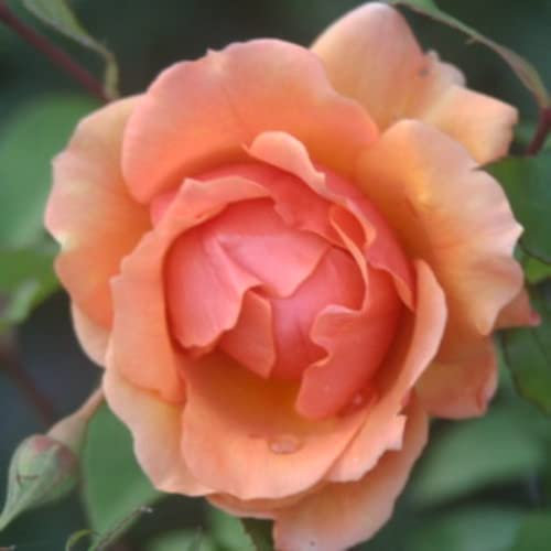 'Dorothy' Potted Rose - Beautiful Peach Blooms - Great Gift Idea - Floribunda Rose
