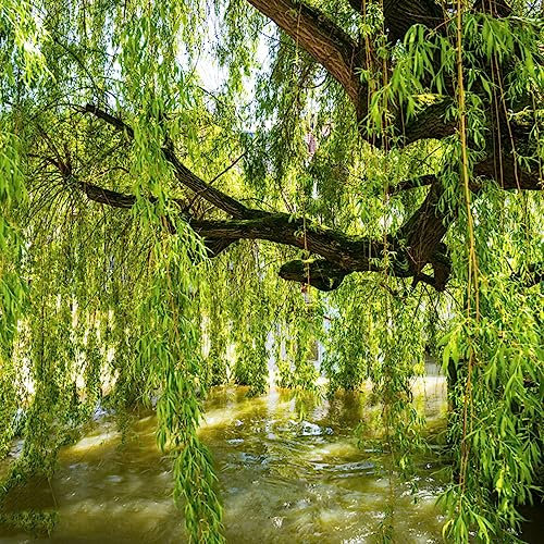 20 pcs trauerweide samen, bonzai baum pflanzendeko Weidenbaum Weidensamen weide,Salix babylonica, steingartenpflanzen winterhart pflanzen für sonnige plätze saatgut geschenk garten