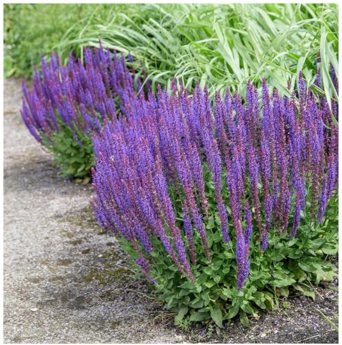 Stauden Gänge 5 x Salvia nemorosa 'Ostfriesland' Steppensalbei winterhart | Winterharte Staude für Sonne, Blüte Juni bis September, mehrjährig, 1 L Topf (11x11 cm)