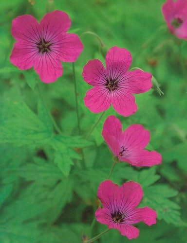 Geranium RED Admiral CRANESBILL Hardy Summer Perennial Potted 1 Litre Plant