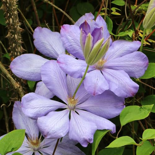 Carbeth Plants 1 x Clematis Mrs Cholmondeley Climbing Plant in 9cm Pot - Lavender Blue Summer Flowering Garden Ready Shrub - Deciduous Outdoor Climber for Walls, Fences or Trellis