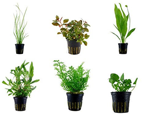 Tropica Hintergrund Set mit 6 Topf Pflanzen Aquariumpflanzenset Nr.25 Wasserpflanzen Aquarium Aquariumpflanzen