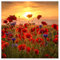Mohnfeld Poster von Steffen Gierok 30 x 30 cm Rot Wandbilder Wanddeko