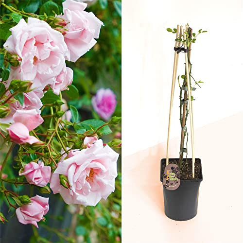 Long Lasting Baby Pink Climbing Rose Bush in Tall Pot with Trellie - Hardy Outdoor Plant Garden Shrub Summer Autumn Flowering Fragrant Flower Bloom for Decoration Border Patio Gift Present