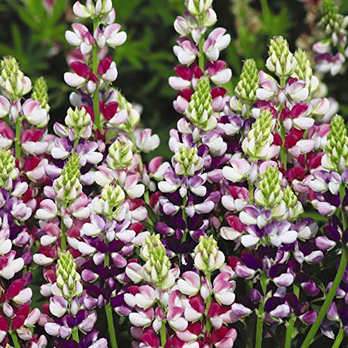 Dwarf Lupin Seeds 'Avalune Mixed' Lupinus hartwegii Hardy Annual Scented Purple Pink Blooms Easy to Grow Your Own Garden Flowers 1x Packet (Approx. 20 Seeds) by Thompson and Morgan
