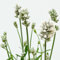 Lavendel 'Alba' weiß, Topf-Ø 13 cm, 3er-Set