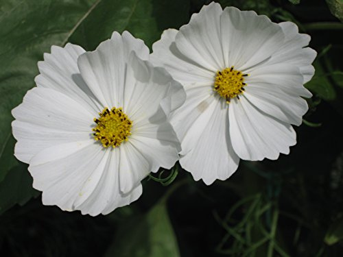 PREMIER SEEDS DIRECT - Cosmos Seeds - BIPINNATUS - Purity (3000 Seeds)