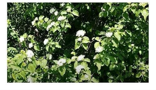 Stk - 10x Cornus sanguinea Rote Hartriegel Strauch Garten Pflanzen - Samen B465 - Seeds & Plants Shop by Ipsa