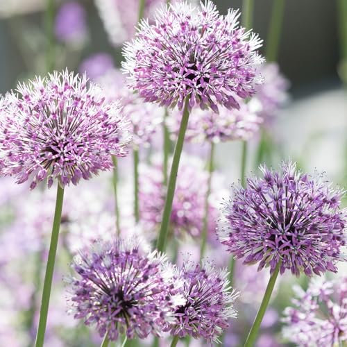 Bio Zierlauch 'Summer Beauty', hell violett, Topf 11x11 cm, 3 Pflanzen