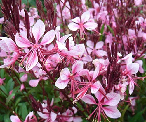 Portal Cool Gaura'Cherry Brandy' Deep Pink Butterfly Bloomsbronzed Fogliame Perfetto per Pentole
