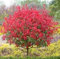 VISA STORE Accueil graines Jardin Photinia Fraseri Frasery Serrulata Red Tipluohu Seeds 50 graines