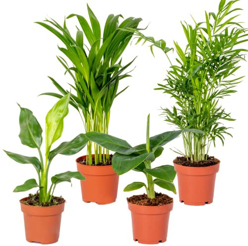 4x Stylischer Zimmerpflanzen-Mix - Chamaedorea-Dypsis-Musa-Strelitzia - Luftreinigend - ⌀12 cm - 20-45 cm