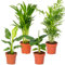 4x Stylischer Zimmerpflanzen-Mix - Chamaedorea-Dypsis-Musa-Strelitzia - Luftreinigend - ⌀12 cm - 20-45 cm