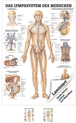 Rüdiger Lymphsystem Poster Anatomie 70x50 cm medizinische Lehrmittel