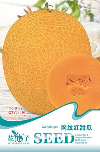 500 semillas Orgánica ALPINE FRESA Fragaria Vesca Frutas Semillas ``