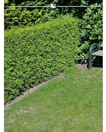Lebensbaum Brabant 60-80 cm. 12 Thuja Koniferen. Hecke: Immergrün & Winterhart