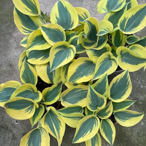 50 pcs Funkien Pflanze Winterhart Samen - Hosta Plantaginea - Garten Blumen Winterhart Hosta Plantaginea, Funkien Funkie, Blumensaat, Balkonpflanzen Winterhart Mehrjährig Kräuter Samen,
