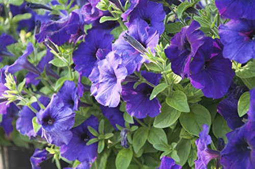Pétunia - mélange de variété - graines