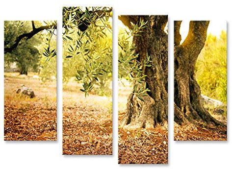 islandburner Bild auf Leinwand Alter Olivenbaum In Der Sonne Bilder Wandbilder Poster