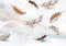 wandmotiv24 Fototapete Federn braun hellbraun, 400 x 280 cm - selbstklebende Strukturtapete, Wanddeko, Wandbild, Wandtapete, Wasserfarbe Stein weiß M6631