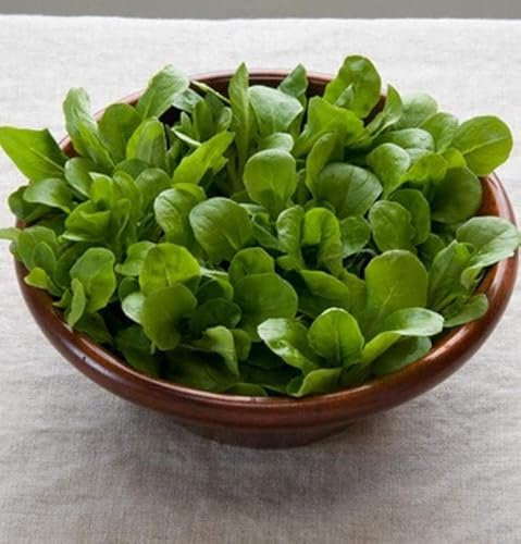 Erba - insalata di mais - 1400 semi - Valerianella Locusta - Mache - Lattuga di agnello - NPWS