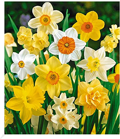 BALDUR Garten 25er 100 Tage-Narzissen-Mix, Zwiebeln mit Umfang 12-14 cm | Narcissus, Osterglocken, Blumenzwiebeln, pflegeleicht, blühend, haltbare Schnittblume, Dauerblüher
