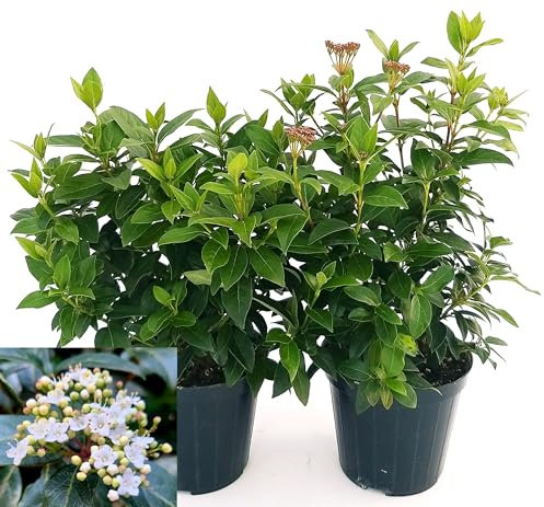 POWERS TO FLOWERS - VIBURNUM TINUS 2 PIANTE VASO 16CM DIAMETRO, VIBURNO TINO, piante vere