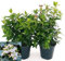 POWERS TO FLOWERS - VIBURNUM TINUS 2 PIANTE VASO 16CM DIAMETRO, VIBURNO TINO, piante vere