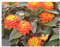 Stk - 15x Lantana camara Wandelröschen Strauch Garten Pflanzen - Samen B1681 - Seeds & Plants Shop by Ipsa