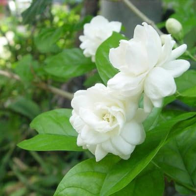 Jasmine Flower Seeds White 100pcs