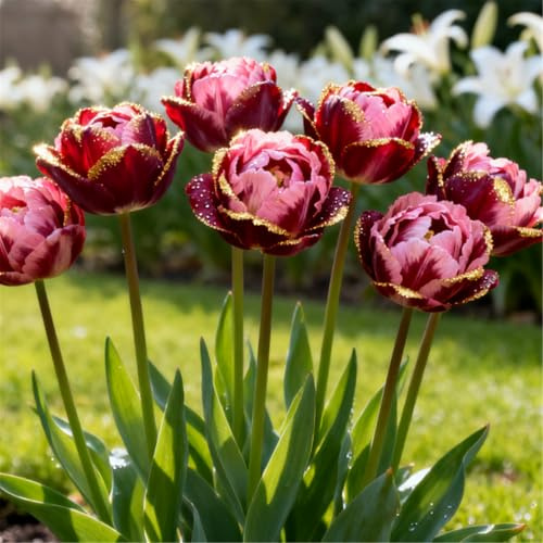 Gefüllte/Bunte Tulpen/Seltene Tulpen/Balkondekoration/Winterhart/Geschenke-4 PCS-J
